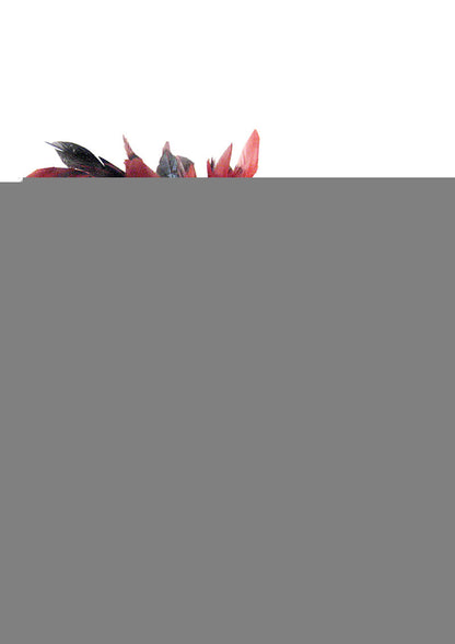 Sportsheets Sexy Submissive Kit - Black/Red