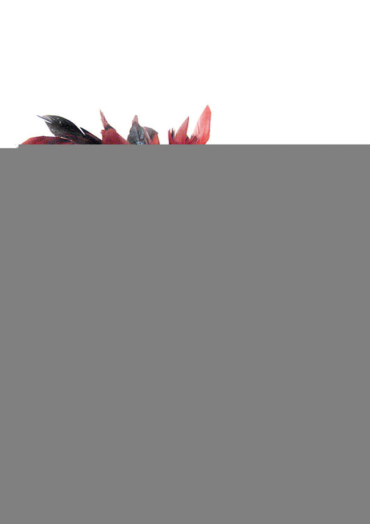 Sportsheets Sexy Submissive Kit - Black/Red